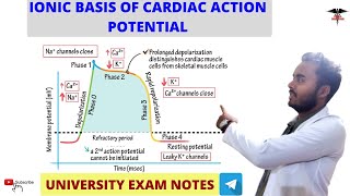 Cardiac ExcitationContraction Coupling [upl. by Blanc]