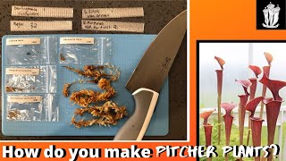 How to Grow Carnivorous Plants From Seed  Sarracenia [upl. by Nyrret]