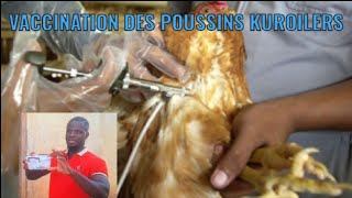 VACCINATION DES POUSSINS KUROILERS [upl. by Ainezey]