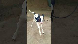 😍3 feet highet cattle 😍shortest cow breed HFyoutubeshortsminicowsreelsminiatureviralvideo [upl. by Rifkin]