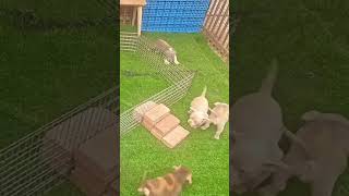 Los perros son mejores que los gatos 🐶🐱 dog dogsoftiktok doglover challenge funny viralvideo [upl. by Shere]