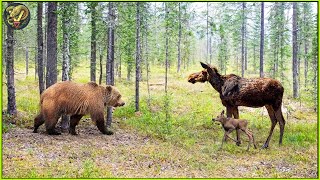 Unbelievable Moments When Bear Attack Gone Wrong Caught On Camera  Animal Fighting [upl. by Yatnoj246]