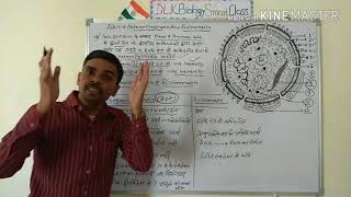 Heterochromatin And Euchromatin In Hindi [upl. by Ljoka305]