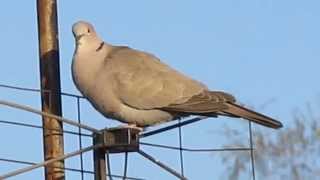 Sierpówka synogarlica turecka Eurasian collared dove Streptopelia decaocto [upl. by Lobel]