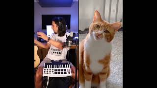 The Kiffness x Chai Kichi  Ha Hee Singing Cat Song catsongs kiffness cats memes viral [upl. by Franny]