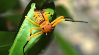 8 spotted crab spider endangered in Singapore [upl. by Enirbas837]