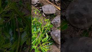 Cute baby tortoises found some wet leaves [upl. by Ocirnor]