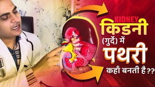 FullVideo👉HUMAN KIDNEY amp KIDNEY STONE  किडनीगुर्दे अंदर से कैसी होती है और इसमें पथरी कहाँ बनती है [upl. by Cathryn]