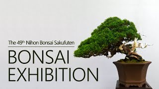 BONSAI EXHIBITION  God is in the details  The 49th Nihon Bonsai Sakufuten [upl. by Lyndsay]