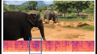 Detection of Infrasonic Seismic Elephant Rumbles [upl. by Llemar]