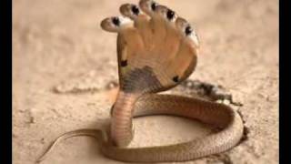 Five Head Snake HDflv [upl. by Arlyn661]