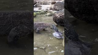 How Komodo dragons catch stranded rock squid [upl. by Kinelski]