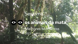 SERIEMA  Cariama cristata  MELHORES MOMENTOS  2023 [upl. by Mulligan]