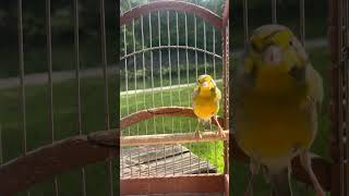 Yellowfronted canary  Serinus Mozambicus  Beautiful Bird Chirping  Relaxing Sound  Stress Relief [upl. by Ellecram]