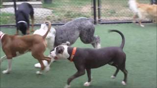 Hooksett New Hampshire Dog Daycare [upl. by Akinna]