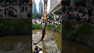 Unbelievable Phone Captures Excavator Finding Giant Snake 🐍 Excavator SnakeDiscovery GiantSnake [upl. by Minta392]