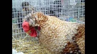 Poule Huppée Courtisane Exposition Européenne dAviculture Metz 2015 [upl. by Hadik61]