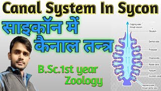 Lc27 Canal system in sycon  BSc1st year  Zoology  by Prahalad sir [upl. by Yeuh890]