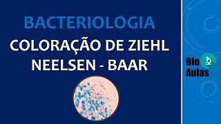 Coloração de Ziehl Neelsen Baciloscopia Microbiologia  Bio Aulas [upl. by Ahker]