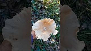 Funghi Ordinali 2024 quotFungo Di San Martino quot 🍄‍🟫 NaturaWild ClitocybeGeotropa Ordinali [upl. by Helms650]