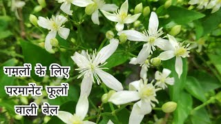 गमलों के लिए परमानेंट फूलों वाली बेल Clematis vine plant care Rajai bel shampysgarden [upl. by Smailliw]