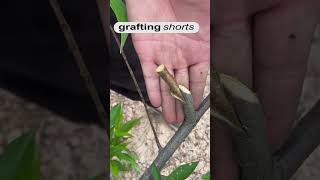 grafting process  grafting shorts [upl. by Pendergast136]