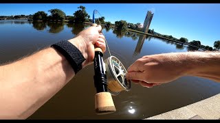 Fly Fishing for CARP on Lake Burley Griffin [upl. by Kulda]