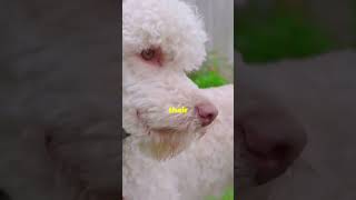 BEDLINGTON TERRIER FACTS YOU DIDNT KNOW shorts [upl. by Amato]