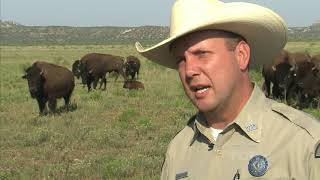 Caprock Canyons Bison Keeper Texas Country Reporter [upl. by Amatruda561]