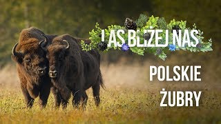 Las bliżej nas  Polskie żubry [upl. by Chema597]