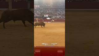 Espectacular salto al toro de Juancar en Zaragoza shorts [upl. by Mavis45]