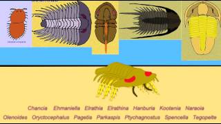 TRILOBITES OF THE BURGESS SHALE [upl. by Ariik393]