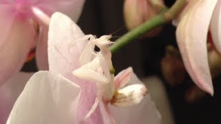 Orchid Mantis  Hymenopus Coronatus [upl. by Samot]