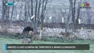 Abruzzo il lupo sconfina nel territorio e il branco lo massacra [upl. by Leisha]