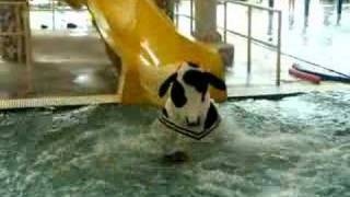 Cow on water slide video [upl. by Acirderf]