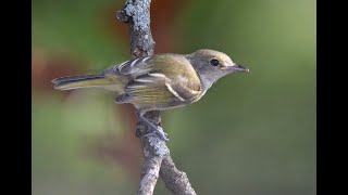 Bells Vireo [upl. by Paugh]