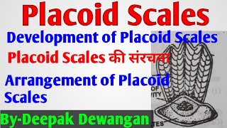 Placoid Scales in Fishes placoid scales By Deepak Dewangan [upl. by Eveline290]