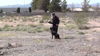 Retriever Dog Training alone with Thunder 100 launcher [upl. by Aeirdna874]