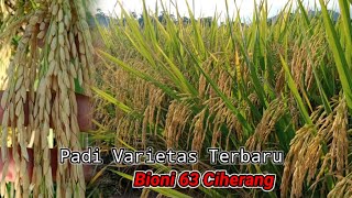 CIHERANG BIONI 63  PADI VARIETAS TERBARU [upl. by Obellia750]