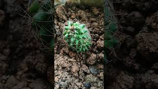 Cactus 🌵II indoor plant [upl. by Cy]