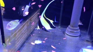 Moorish idol feeding [upl. by Hadihsar]