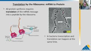 BIOL201 Ch155  Ribosomes and Protein Translation [upl. by Lavoie]