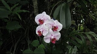 How Orchids Grow in Hawaii [upl. by Uhp]