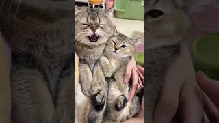 Funny Cat Video [upl. by Ahsaetal]