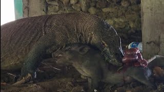 poor baby boar  swallow alive by komodo dragon [upl. by Ekal]