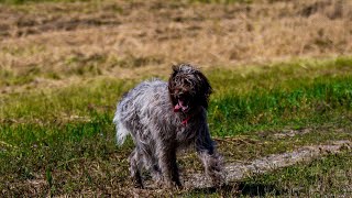 The Wirehaired Pointing Griffon AKCs Sporting Group [upl. by Attennod732]