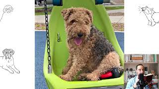 Welsh Terrier Pros and Cons Price How to choose Facts Care History [upl. by Arorua628]