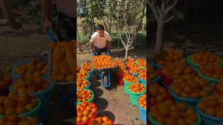 Persimmons fruit harvesting from farmers and cutting so fresh 2024 fruit harvest persimmon [upl. by Shela206]