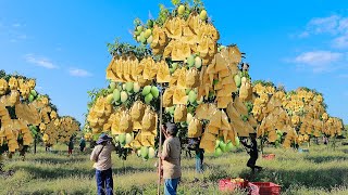 Mango Growing and Harvesting in My Village to Packaging Mango into Mango Factory [upl. by Aisaim285]