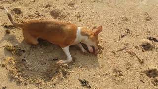 Humberto en la playita de Romerillo [upl. by Willcox]